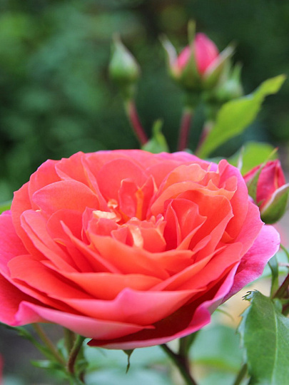 Саженцы Роза флорибунда, Братья Гримм