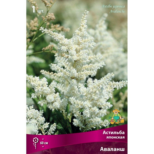 Саженцы Астильба японская, Аваланш