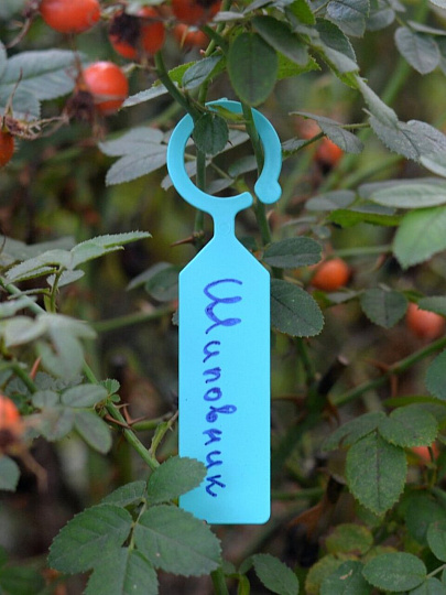 Табличка садовая подвесная, 11х3 см, пластик, Мультидом, 83.31, разноцветная