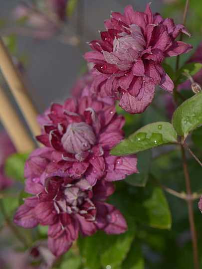 Саженцы Клематис ботанические, Пурпуреа Плена Элеганс, 00000757656