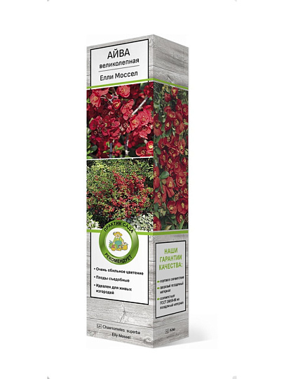 Саженцы Айва великолепная, Елли Моссел, Хеномелес