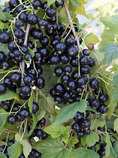 Саженцы Смородина белая, Версальская, традиционные сорта, средняя