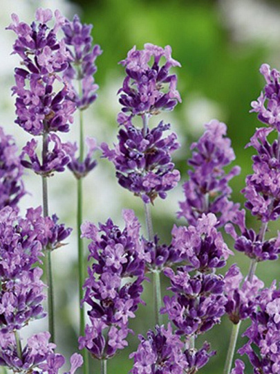 Саженцы Лаванда узколистная, Синева, 841885