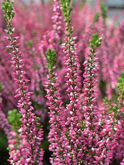 Саженцы Вереск обыкновенный, Марлис, 801175