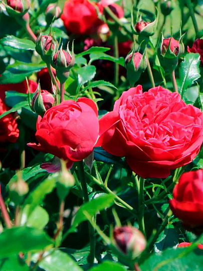 Саженцы Роза Кордес флорибунда, Аут оф Розенхайм, 820390