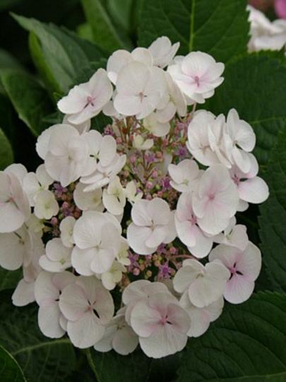 Саженцы Гортензия крупнолистовая, Либелла, 750387
