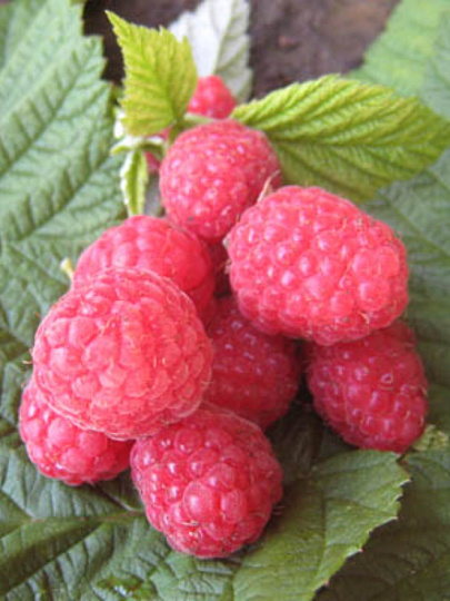 Саженцы Малина, Бабье лето, ремонтантные сорта, суперкрупная, красная