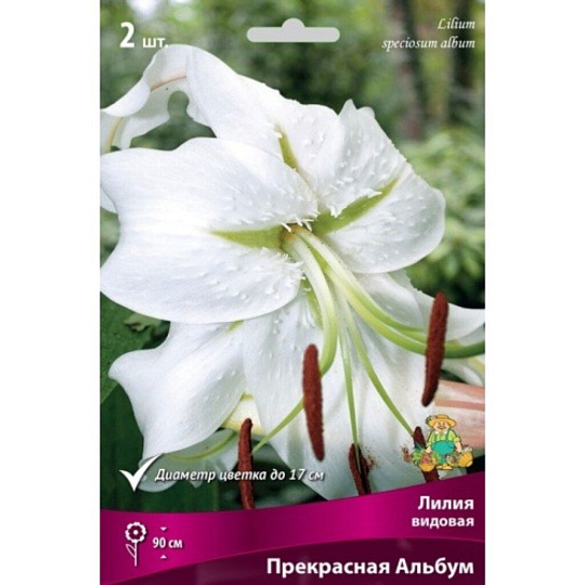 Луковицы Лилия, Прекрасная Альбум, 14-16/К, 2 шт