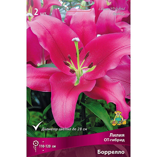 Луковицы Лилия ОТ-Гибрид, Боррелло, 14-16, 2 шт