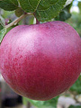 Саженцы Яблоня, Спартан, 763070