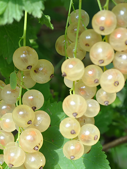 Саженцы Смородина белая, Булонь белая, традиционные сорта, 753014