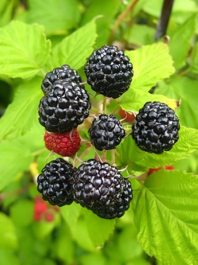 Саженцы Ягода Ежевика, Лох Несс, средняя, черная, крупная, бесшипная