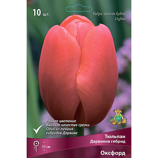 Луковицы Тюльпан Дарвинов гибрид, Оксфорд, 11-12/К, 10 шт