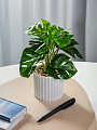 Цветок искусственный декоративный Монстера, в кашпо, 20х8 см, A300104