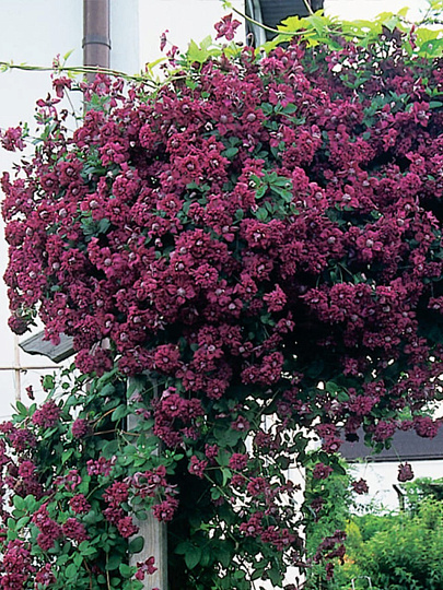 Саженцы Клематис ботанические, Пурпуреа Плена Элеганс, 00000757656