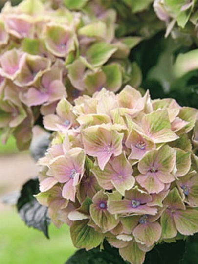 Саженцы Гортензия крупнолистовая, Рембрандт Белла Пич, 821761