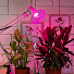 Лампа светодиодная для растений, E27, 14 Вт, 130-270 В, Б0050602, Эра, FITO-14W-RB-E27 - фото 4