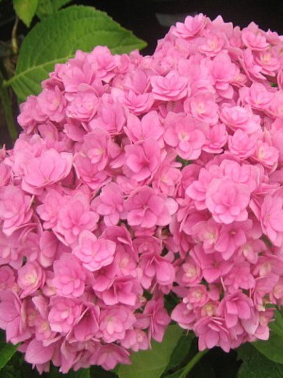 Саженцы Гортензия крупнолистовая, Ю энд ми тугезе, цветки розовые,махровые, 00000665602