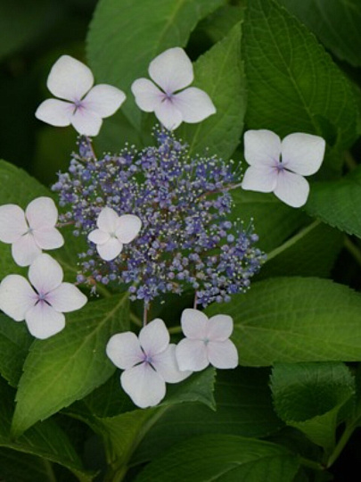 Саженцы Гортензия пильчатая, Блю Бёд, 750449