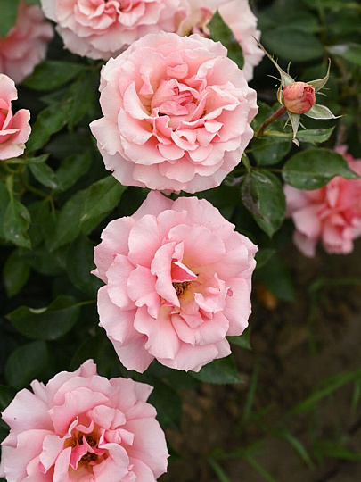 Саженцы Роза флорибунда, Поэзия