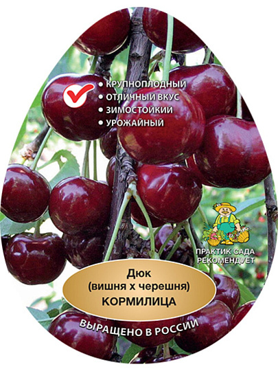 Саженцы Вишня, Кормилица, дюк, 751571