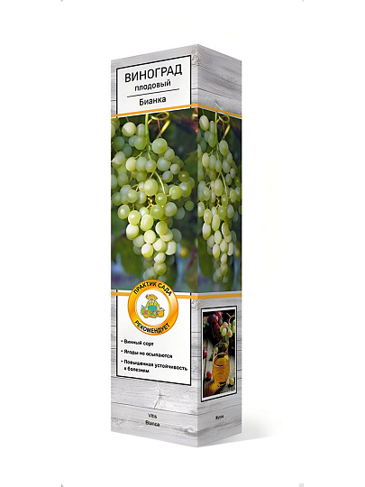 Саженцы Виноград плодовый, Бианка