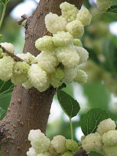 Саженцы Шелковица белая, лист зеленый, ягоды белые, 753160