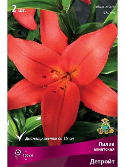 Луковицы Лилия азиатская, Детройт, 14-16, 2 шт