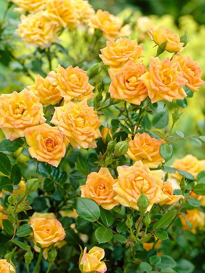 Саженцы Роза почвопокровная, Йеллоу Фэйри