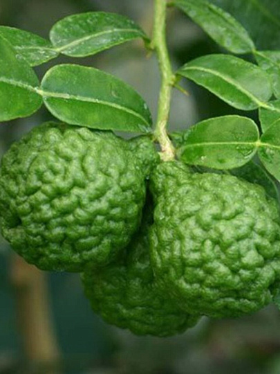 Саженцы Цитрус Каффир лайм, Папеда ежеиглистая, 750575