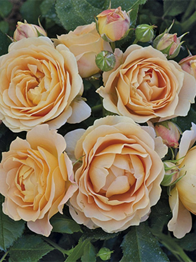 Саженцы Роза флорибунда, Дольче Вита 1