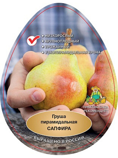 Саженцы Груша пирамидальная, Сапфира, 785080