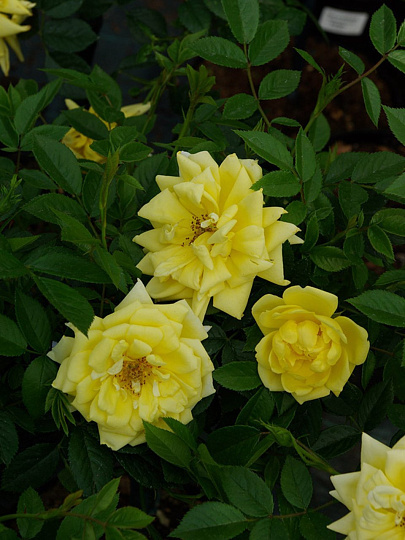 Саженцы Роза почвопокровная, Йеллоу Фэйри