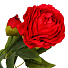 Цветок искусственный Пион, 60 см, красный, Y4-6933 - фото 2