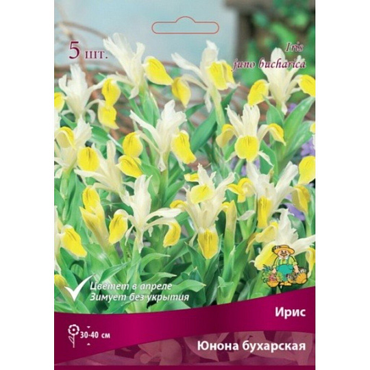 Луковицы Ирис, Юнона бухарская, 3 шт