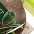 Грунт Почвобрикет Комнатные цветы, круглый, 2.5 л, БиоМастер - фото 2