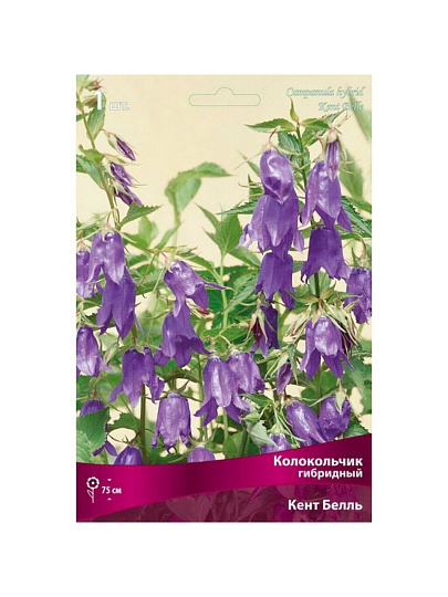 Корневище Колокольчик гибридное, Кент Белль