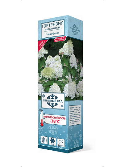 Саженцы Гортензия метельчатая, Грандифлора, цветки белые, цветение обильное, 750762