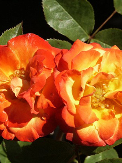 Саженцы Роза плетистая, Клайминг Румба