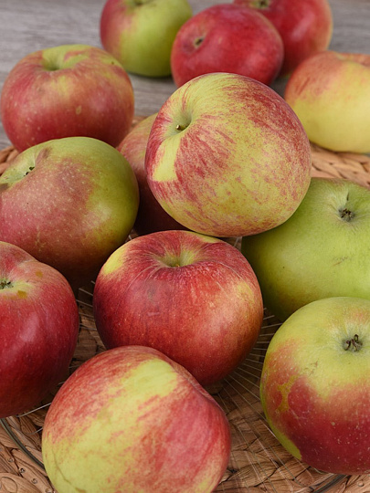 Саженцы Яблоня, Имрус, 2-х лет, подвой клоновый, 54-118, полукарликовые, 847070