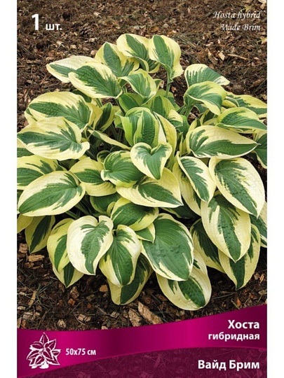 Корневище Хоста гибридная, Вайд Брим