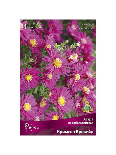 Корневище Астра новобельгийская, Кримсон Брокейд