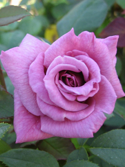 Саженцы Роза плетистая, Клайминг Индиголетта