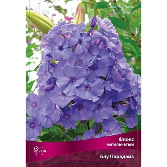 Корневище Флокс метельчатый, Блу Парадайс