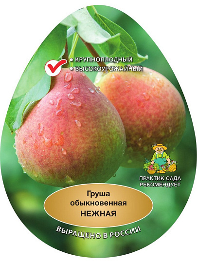 Саженцы Груша, Нежная, подвой семенной, груша лесная, 847020
