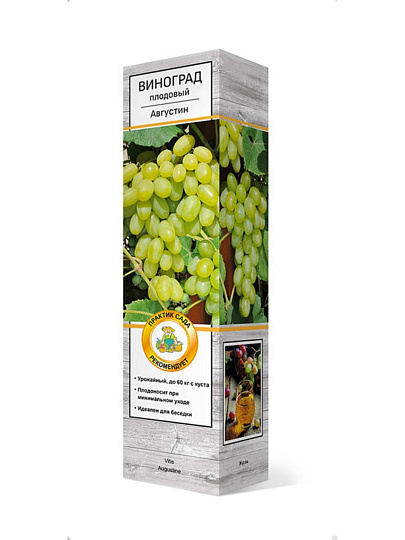 Саженцы Виноград плодовый, Августин