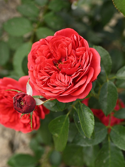 Саженцы Роза Кордес флорибунда, Аут оф Розенхайм, 820390