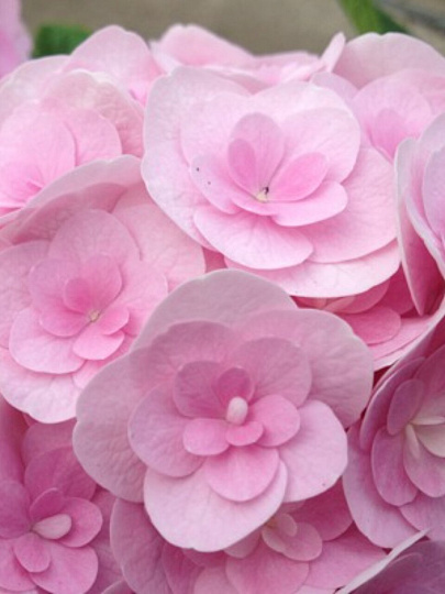 Саженцы Гортензия крупнолистовая, Ю энд ми лав, 750440