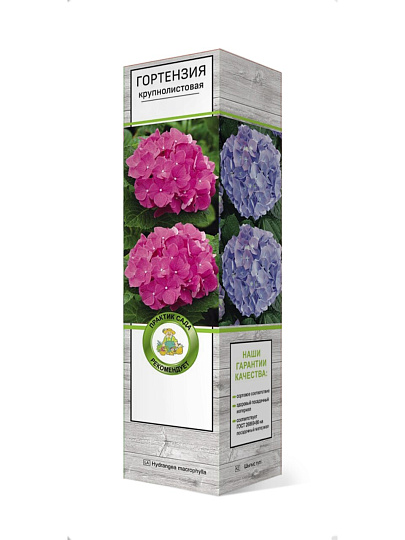 Саженцы Гортензия крупнолистовая, Окская Весна, 846960
