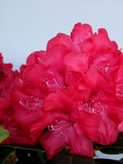 Саженцы Рододендрон гибридный, Владислав Ягайло, 00000810959